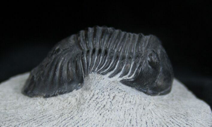 Bargain Trilobite Paralejurus Hamlagdadicus #1652